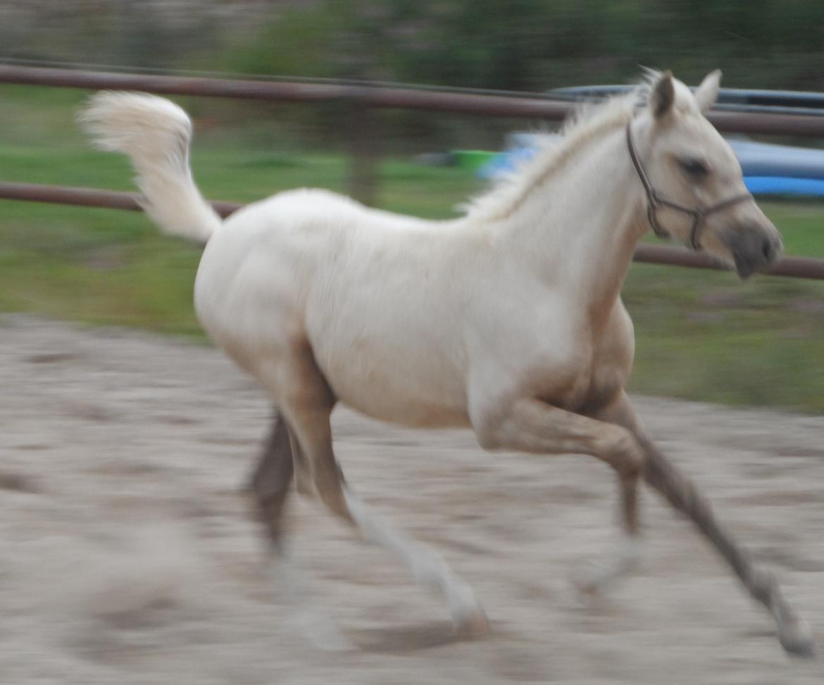 DSP Suna's Golden Dancer billede 23