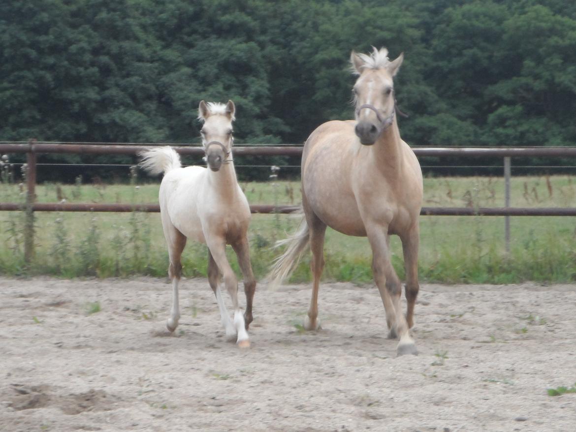 DSP Suna's Golden Dancer billede 24