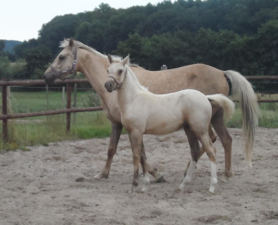 DSP Suna's Golden Dancer billede 25