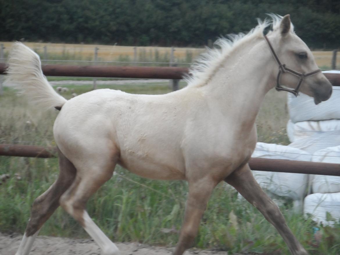 DSP Suna's Golden Dancer billede 26