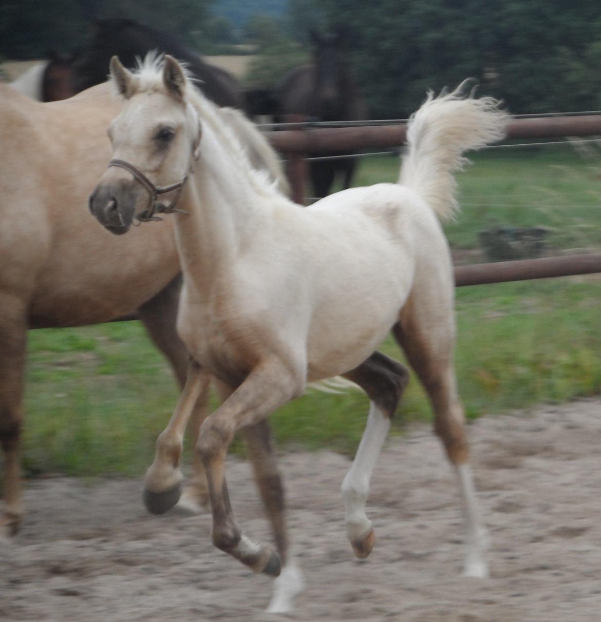 DSP Suna's Golden Dancer billede 1