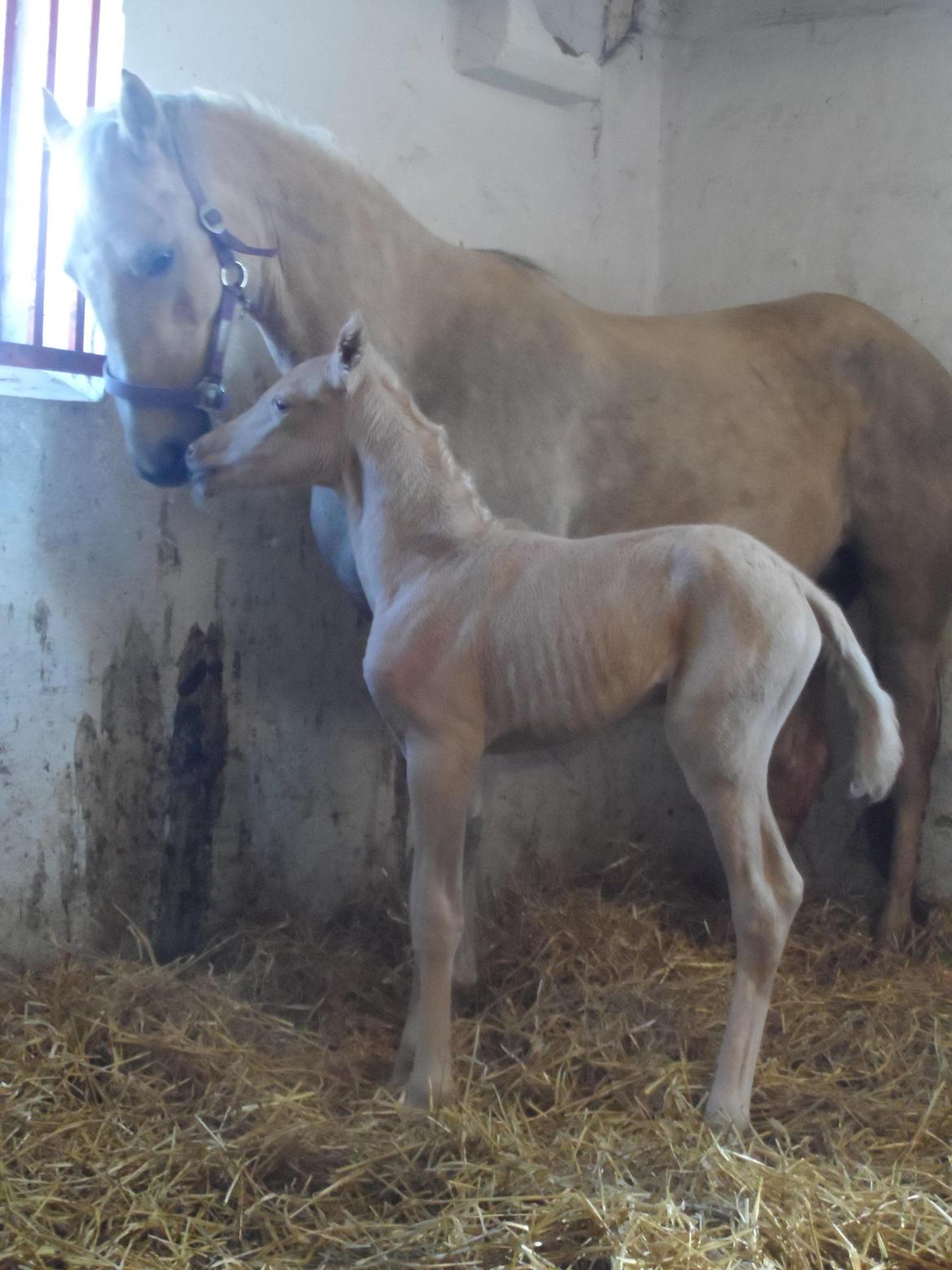 DSP Suna's Golden Dancer billede 2