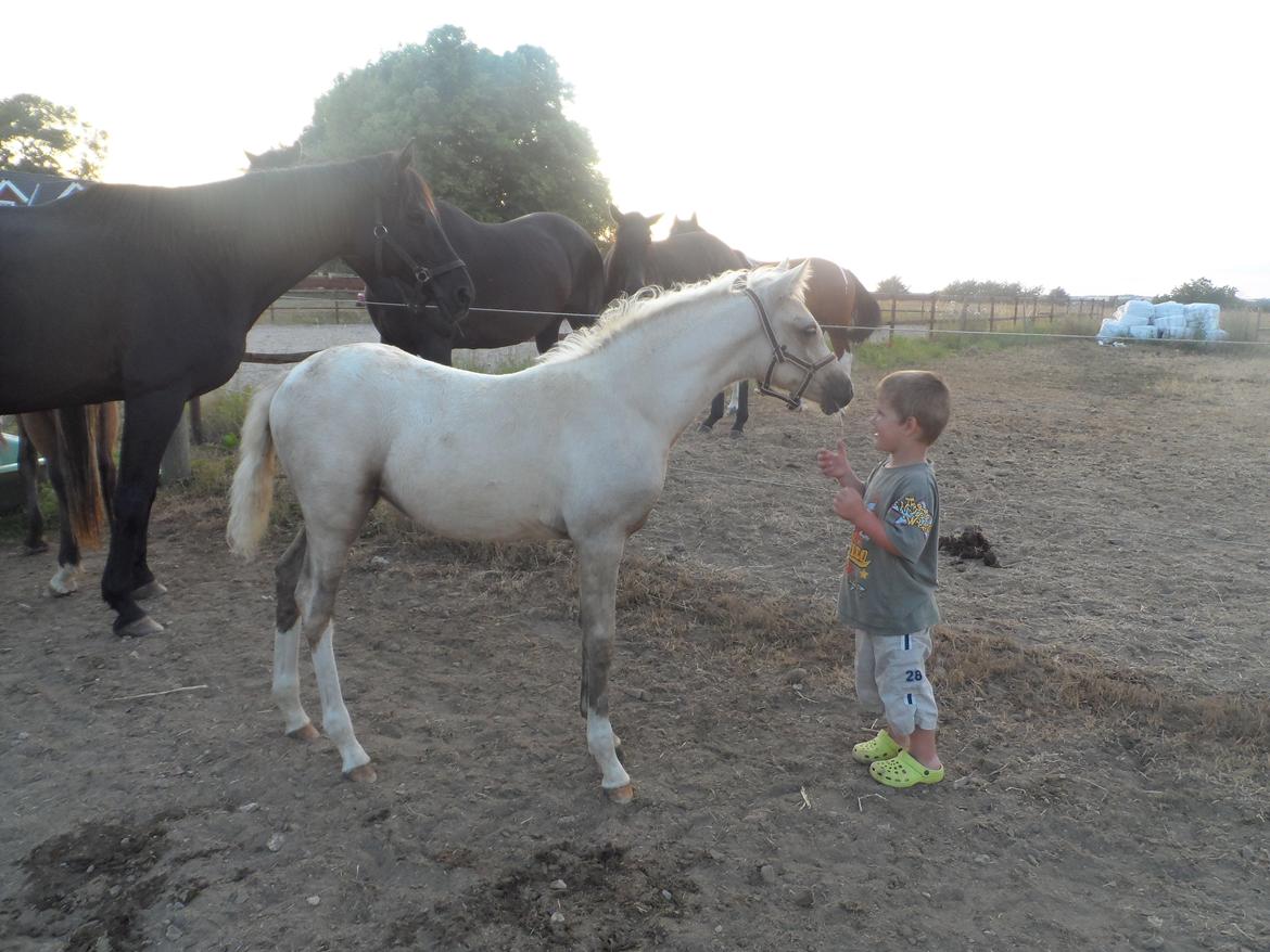 DSP Suna's Golden Dancer billede 20