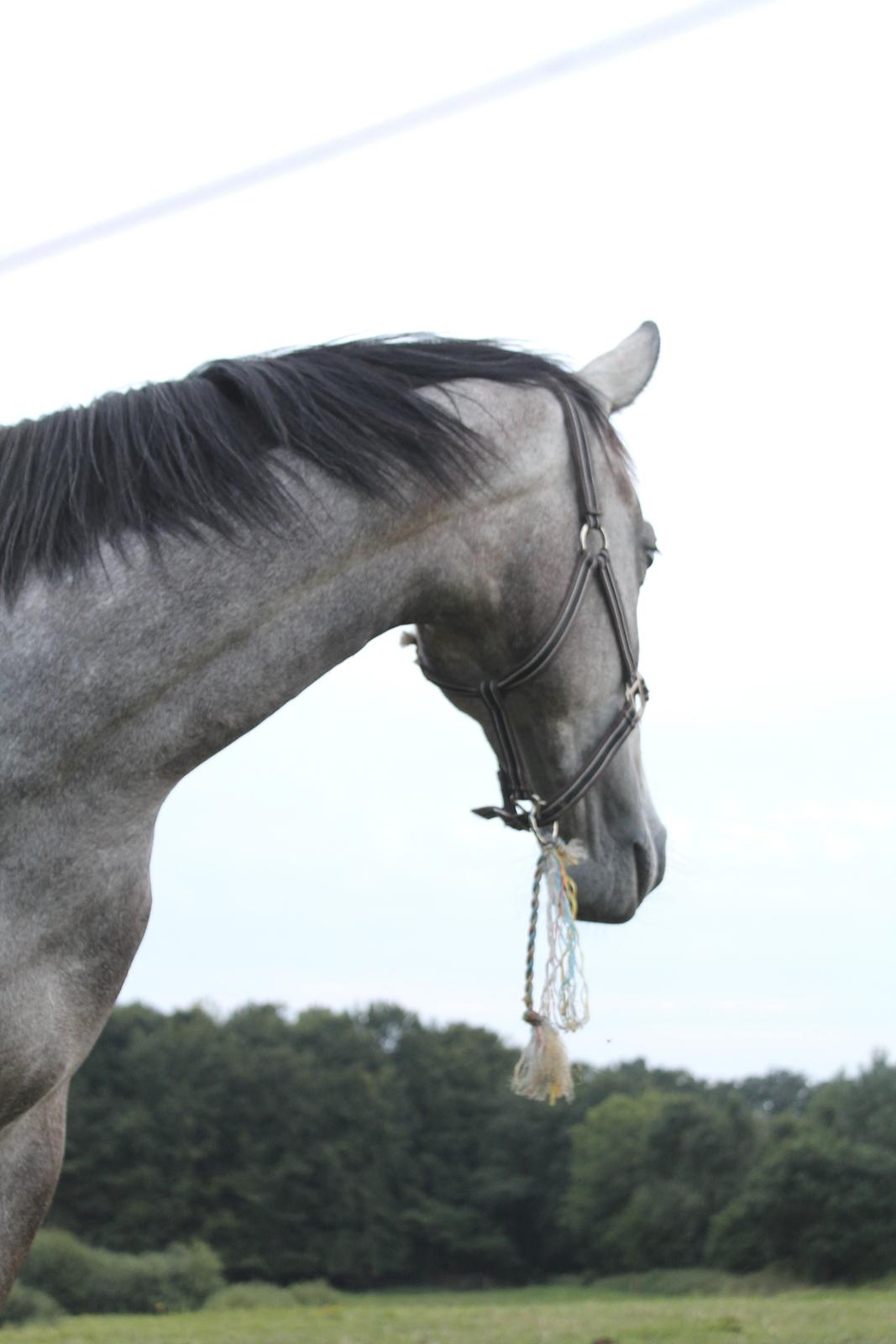 Dansk Varmblod Candis billede 5