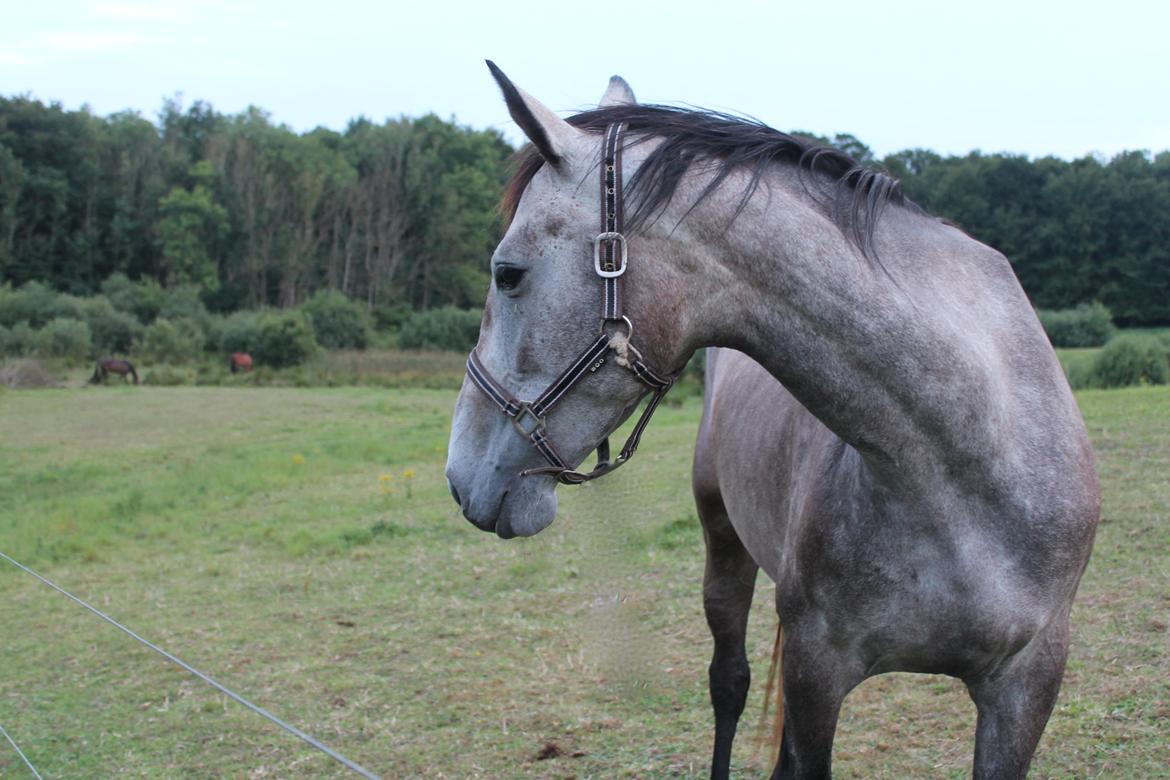 Dansk Varmblod Candis billede 6