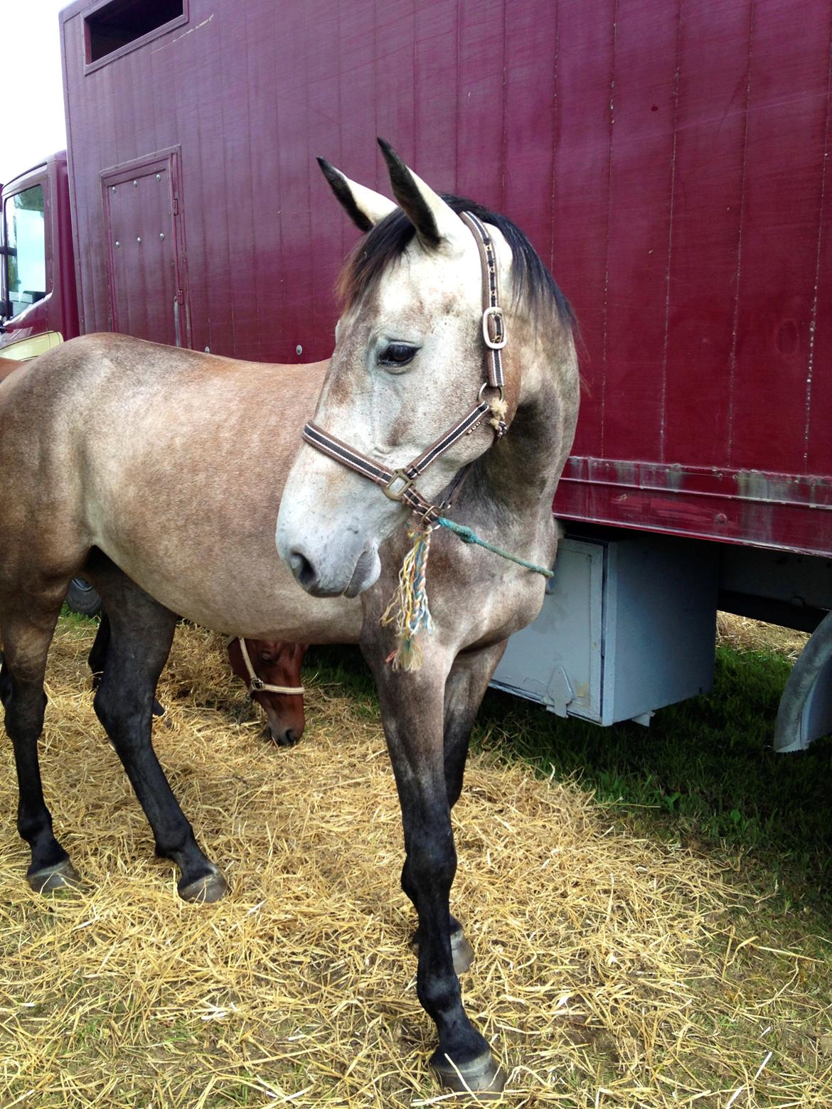 Dansk Varmblod Candis - Candis på markedet. Hun stod bundet til en lastbil. Fuldstændig kold og rolig. billede 7