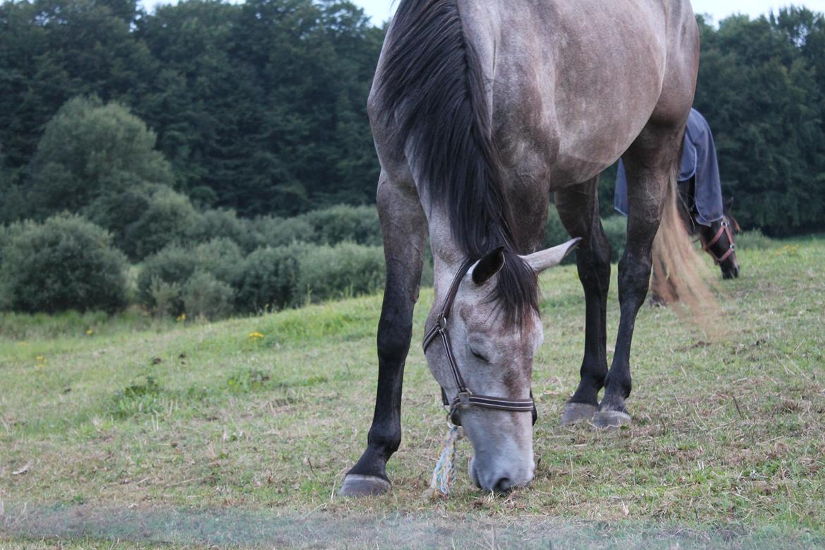 Dansk Varmblod Candis billede 8