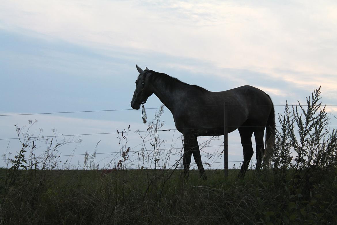 Dansk Varmblod Candis billede 9