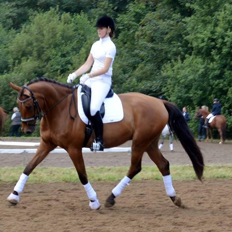 Dansk Varmblod Grusgård's Moon Light - Første stævne sommeren 2013 billede 3