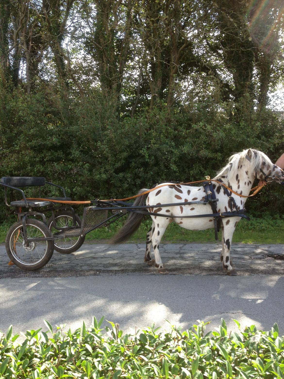 Knabstrupper Sico v. d. Heimeriete*AVLSHINGST* billede 13
