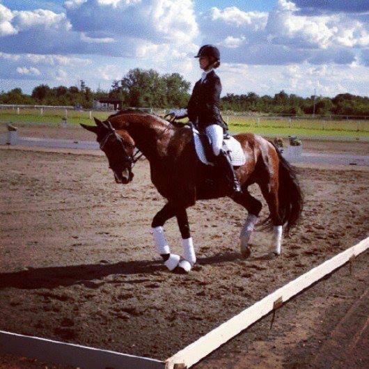 Dansk Varmblod Ocabell - Stævne Bogø 10. august 2013 billede 12