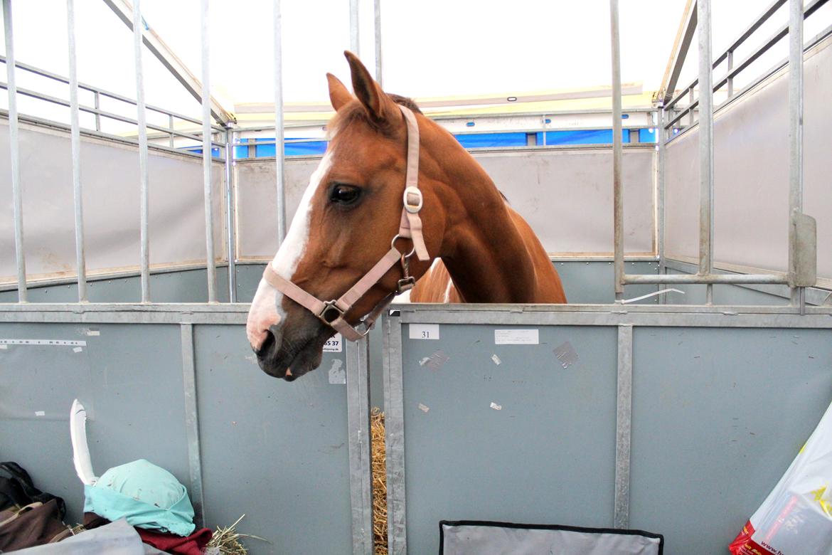 Pinto Sasha billede 27