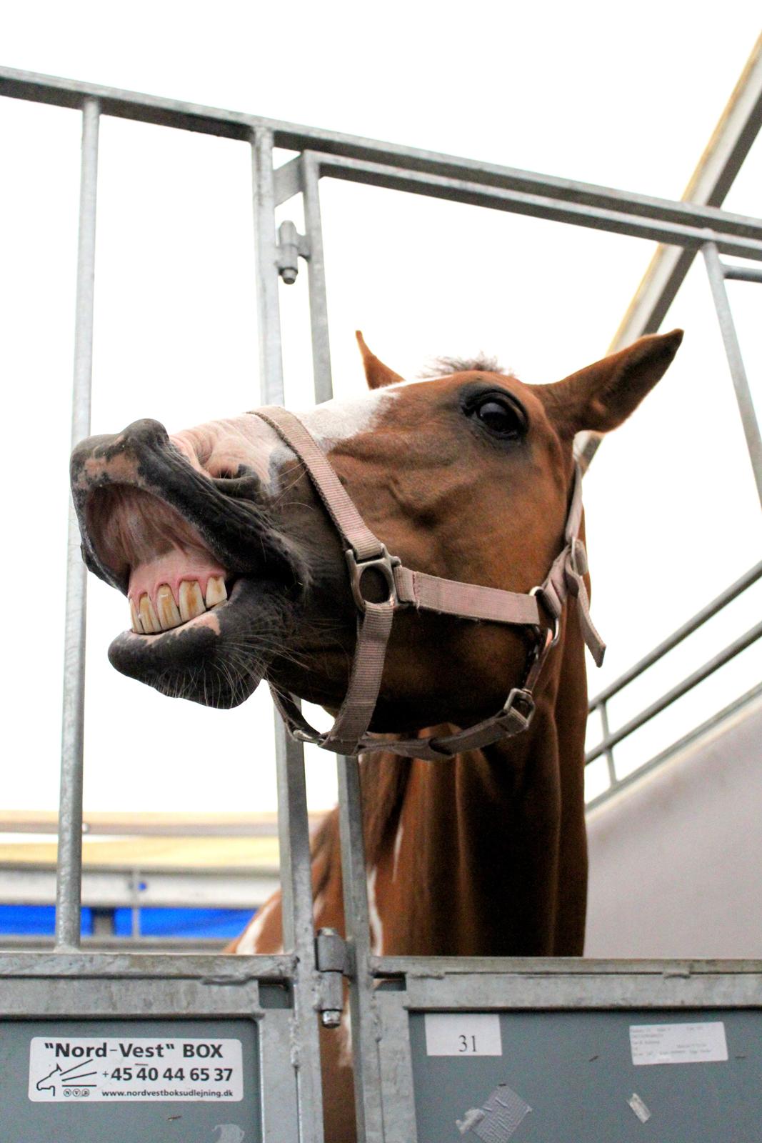 Pinto Sasha billede 28