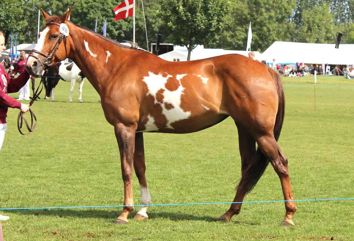 Pinto Sasha billede 34