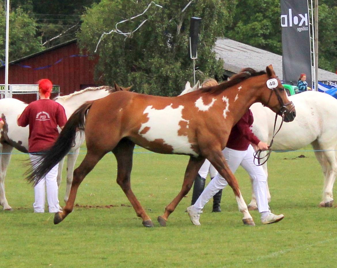 Pinto Sasha billede 35