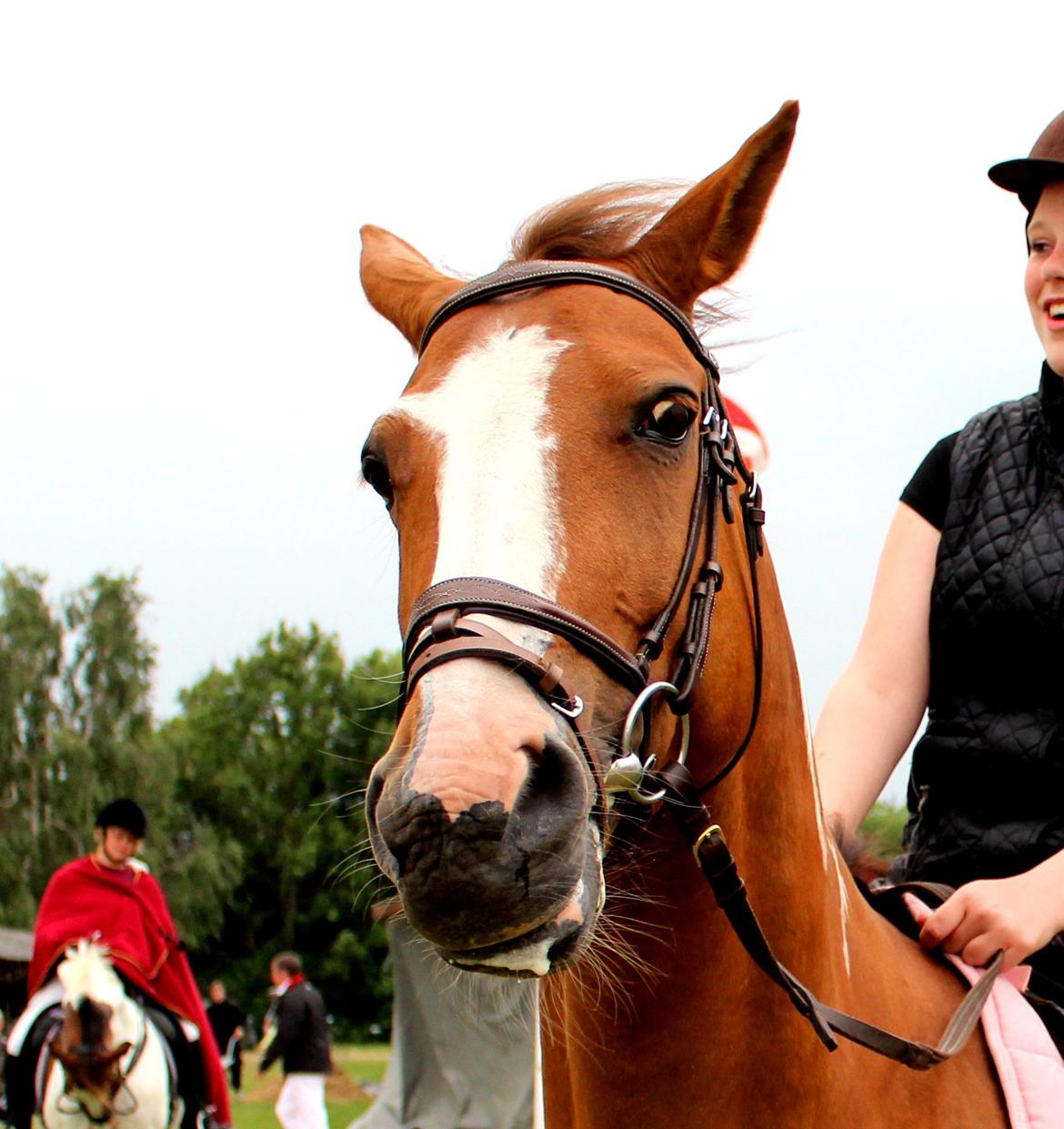 Pinto Sasha billede 36