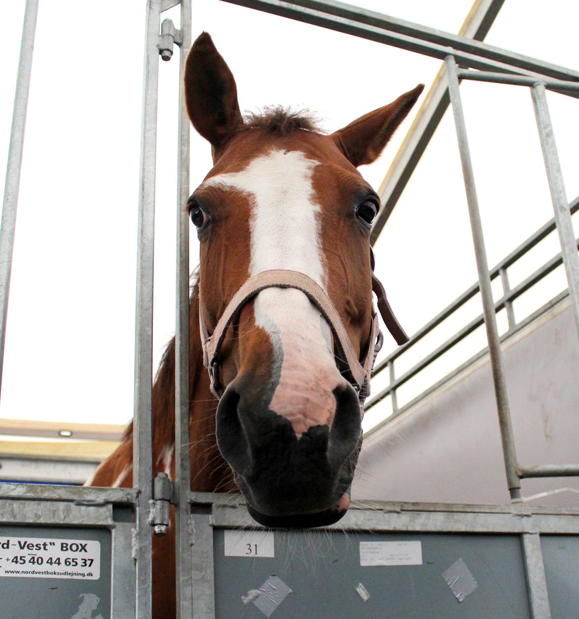 Pinto Sasha billede 37