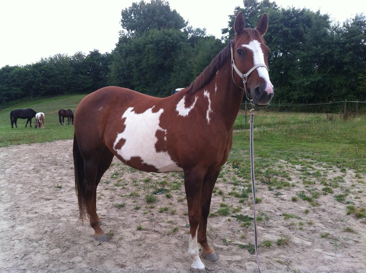 Pinto Sasha billede 40