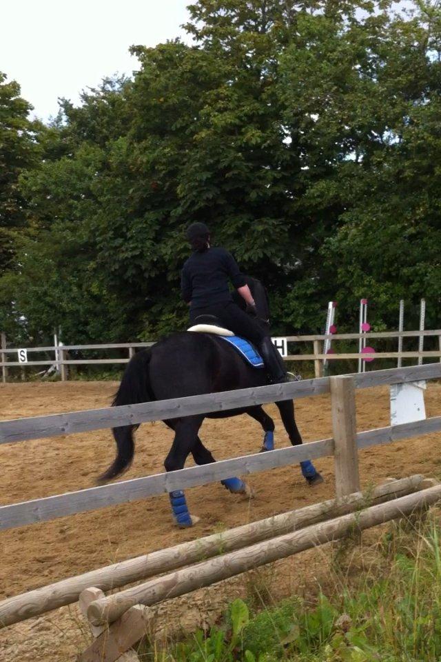 Oldenborg Solhøj's Maximus D M billede 13