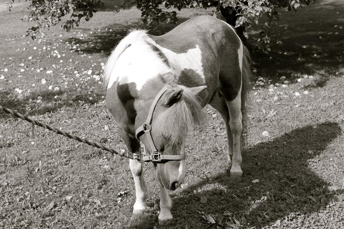 Anden særlig race Morelsgårdens Tøsen *Himmelhest* billede 3