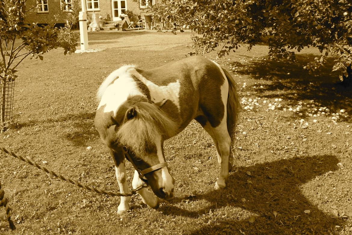 Anden særlig race Morelsgårdens Tøsen *Himmelhest* billede 4