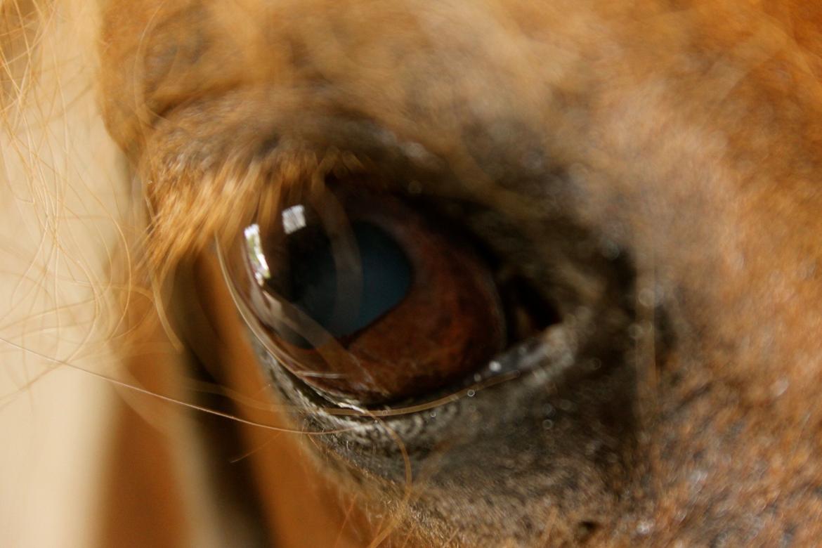 Anden særlig race Morelsgårdens Tøsen *Himmelhest* billede 5