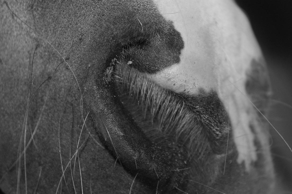 Anden særlig race Morelsgårdens Tøsen *Himmelhest* billede 6