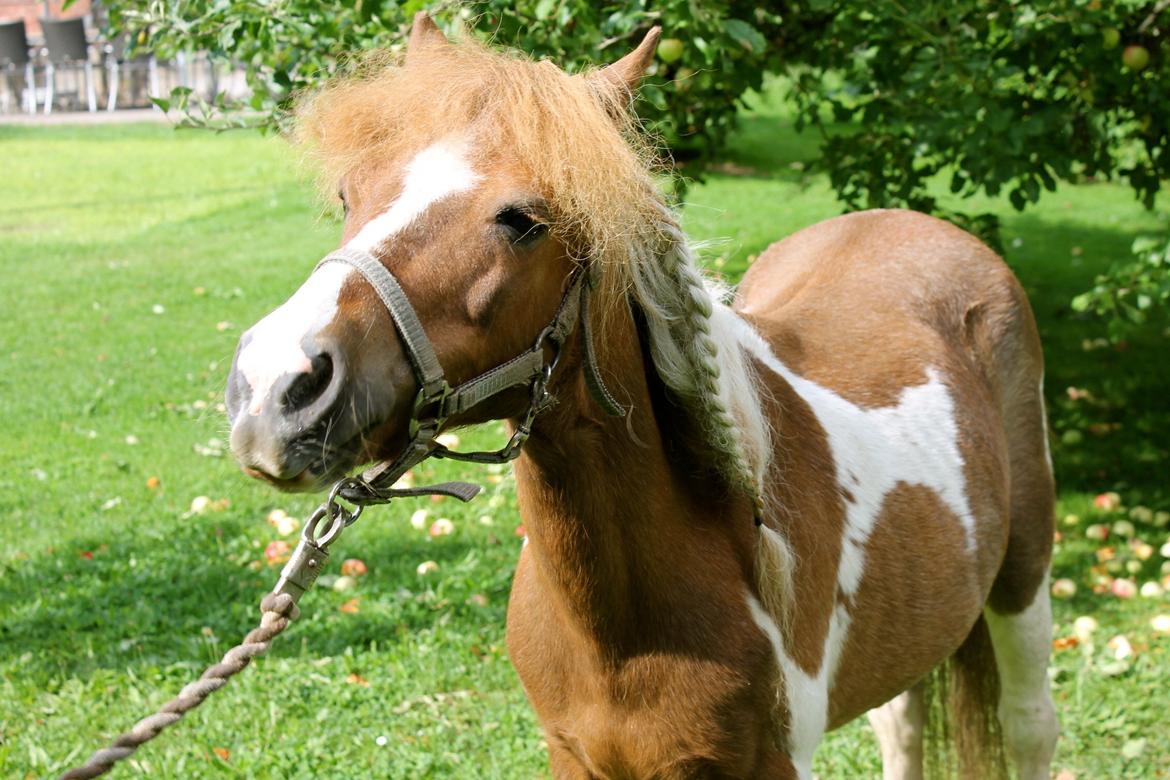 Anden særlig race Morelsgårdens Tøsen *Himmelhest* billede 7
