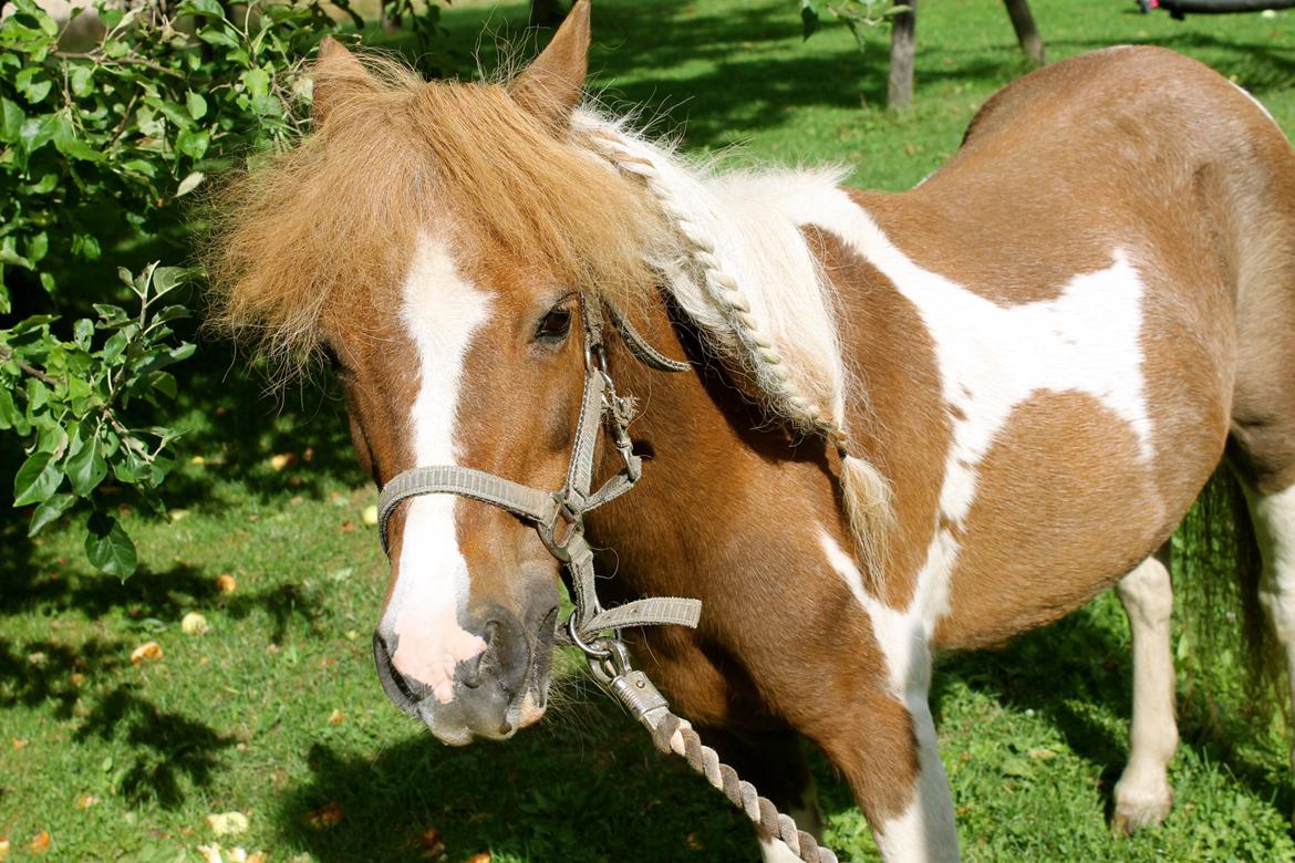 Anden særlig race Morelsgårdens Tøsen *Himmelhest* billede 8