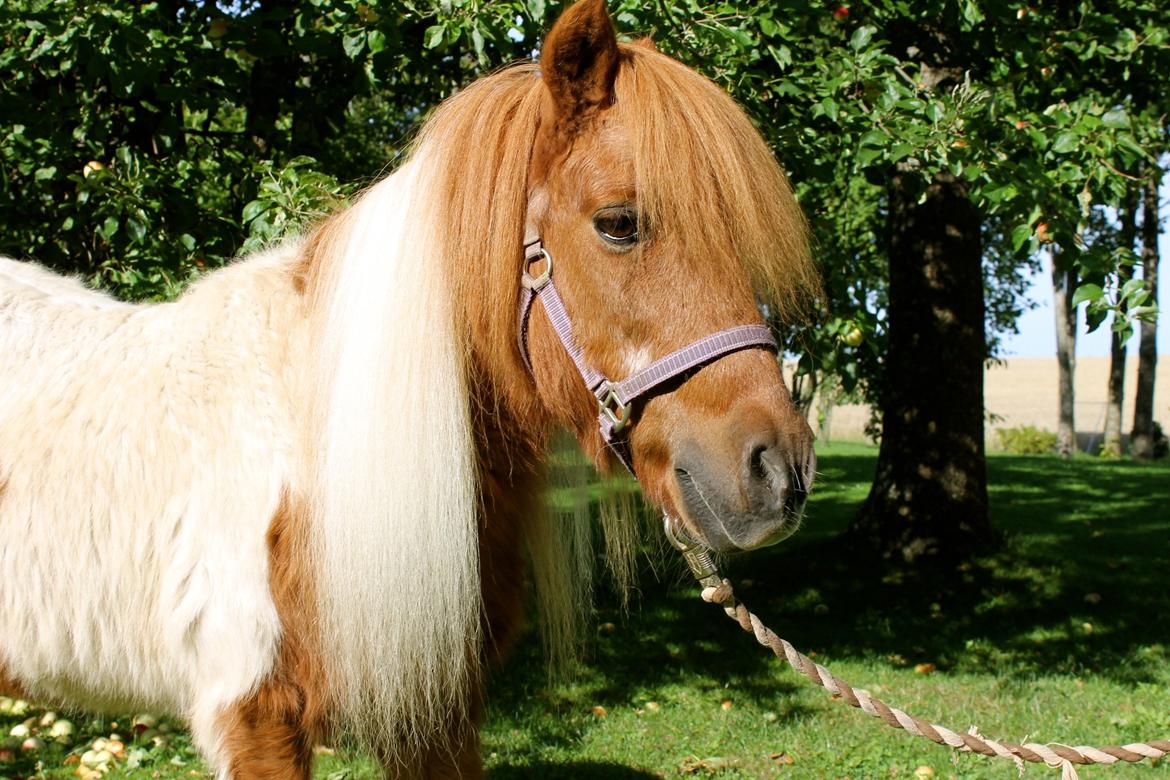 Anden særlig race Morelsgårdens Trold *Himmelhest* billede 3