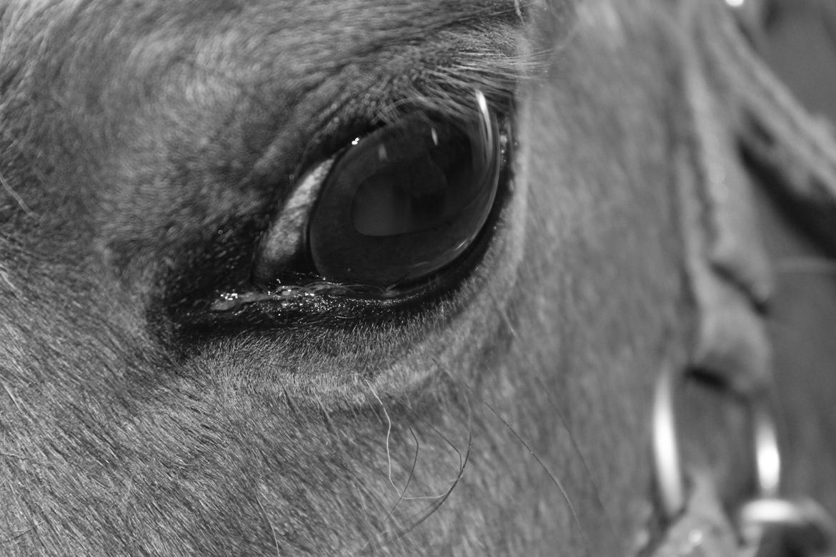 Anden særlig race Morelsgårdens Trold *Himmelhest* billede 4