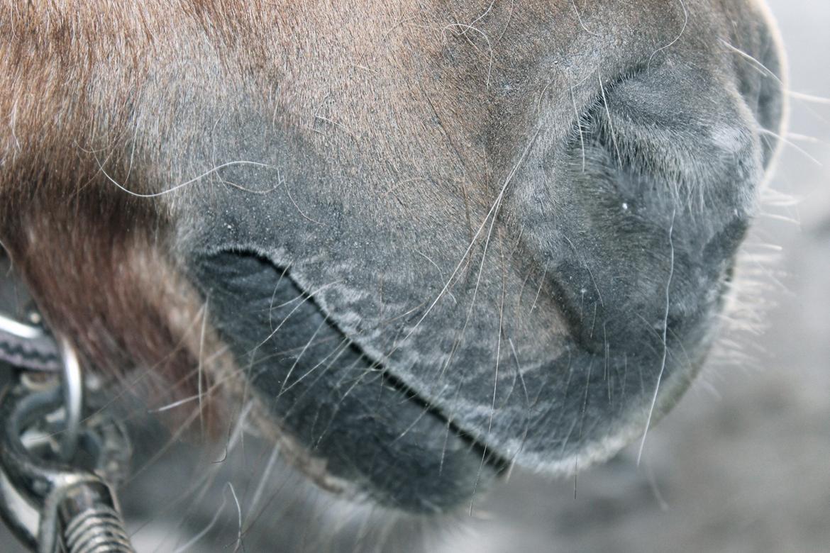 Anden særlig race Morelsgårdens Trold *Himmelhest* billede 5
