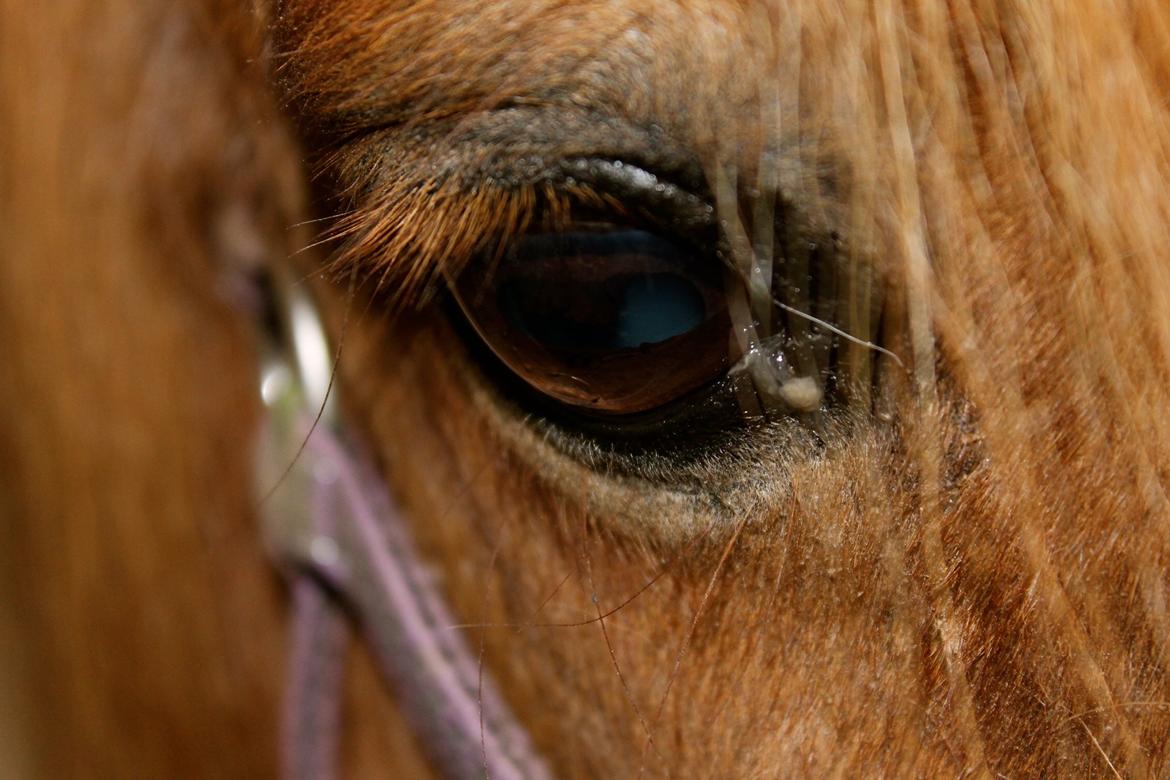 Anden særlig race Morelsgårdens Trold *Himmelhest* billede 2