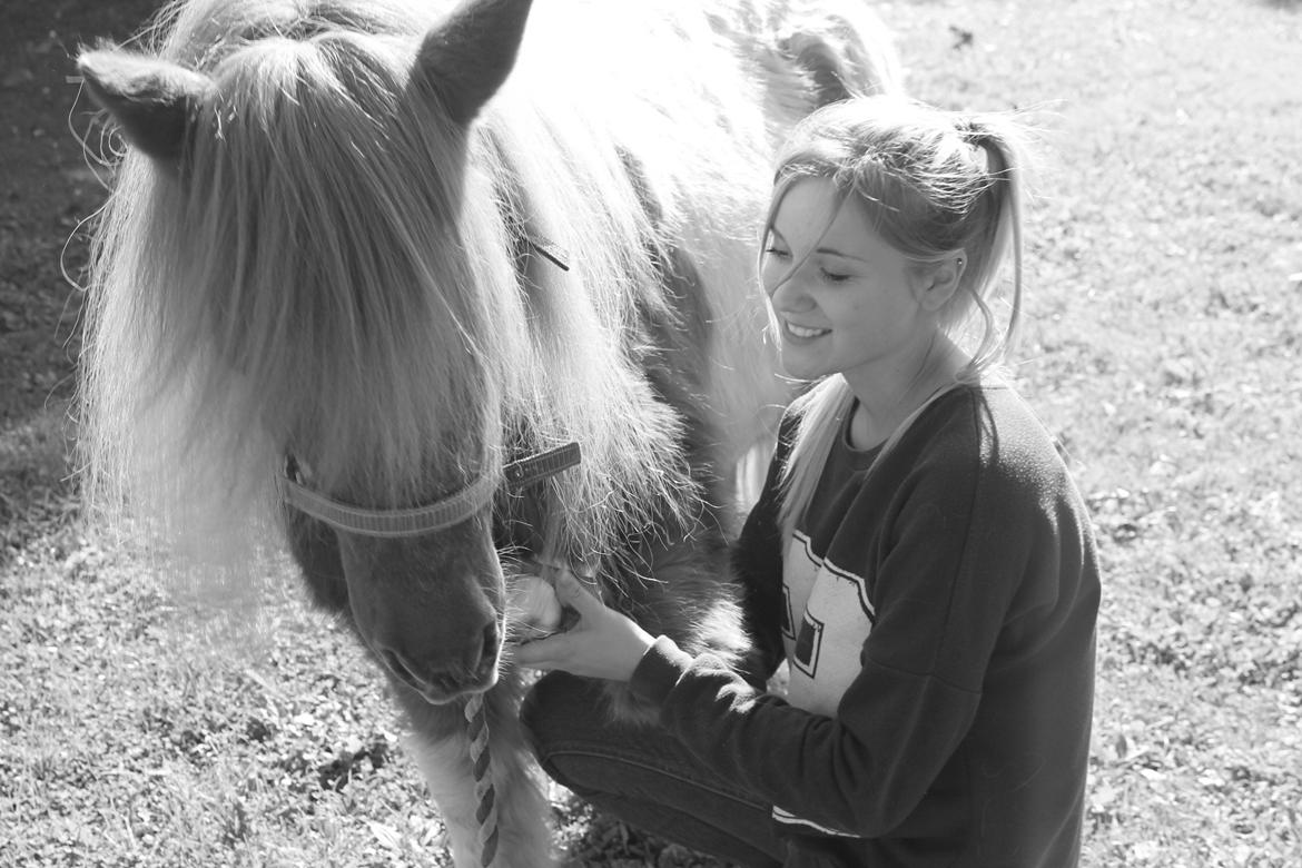 Anden særlig race Morelsgårdens Trold *Himmelhest* billede 1