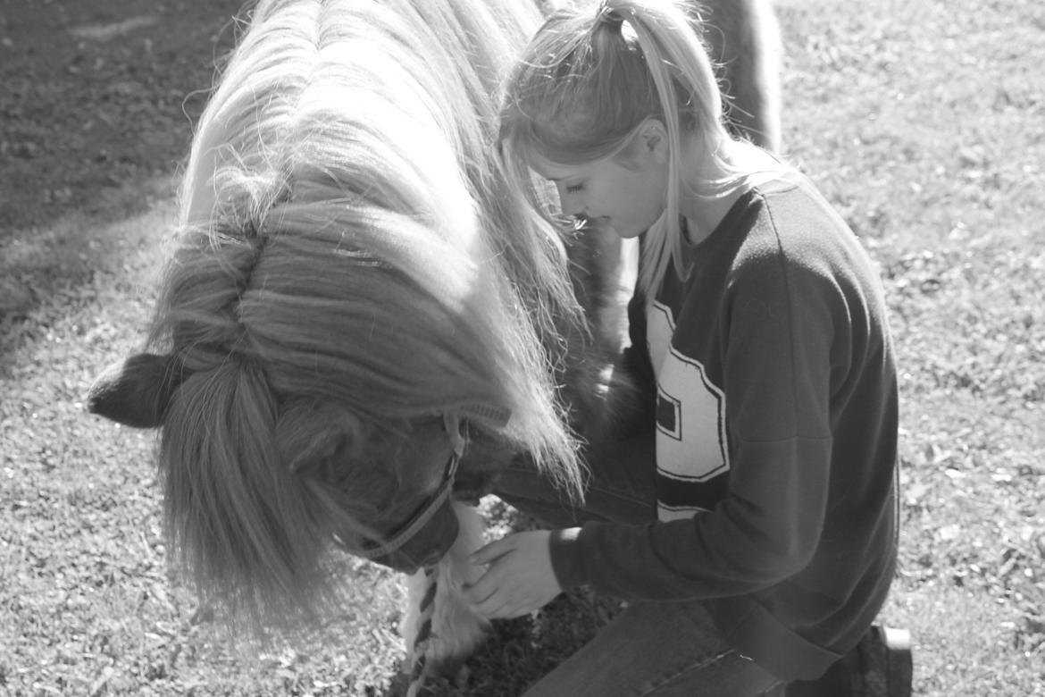 Anden særlig race Morelsgårdens Trold *Himmelhest* billede 6