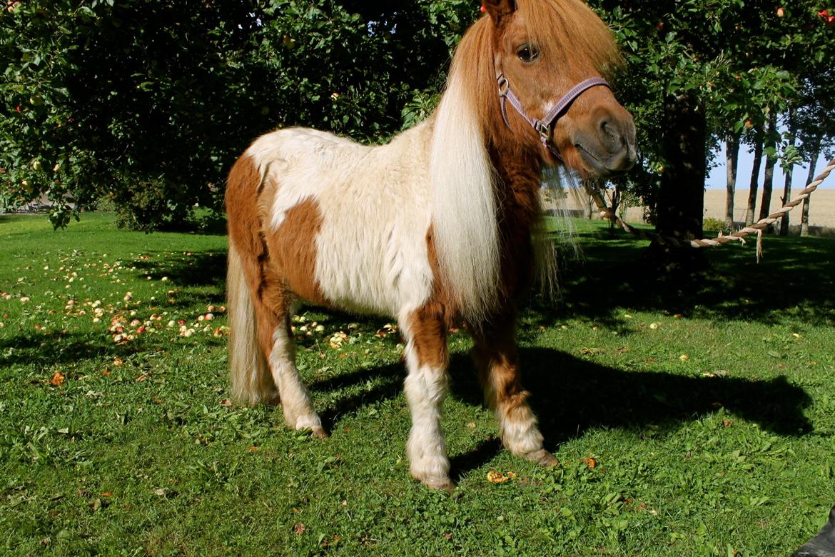 Anden særlig race Morelsgårdens Trold *Himmelhest* billede 7