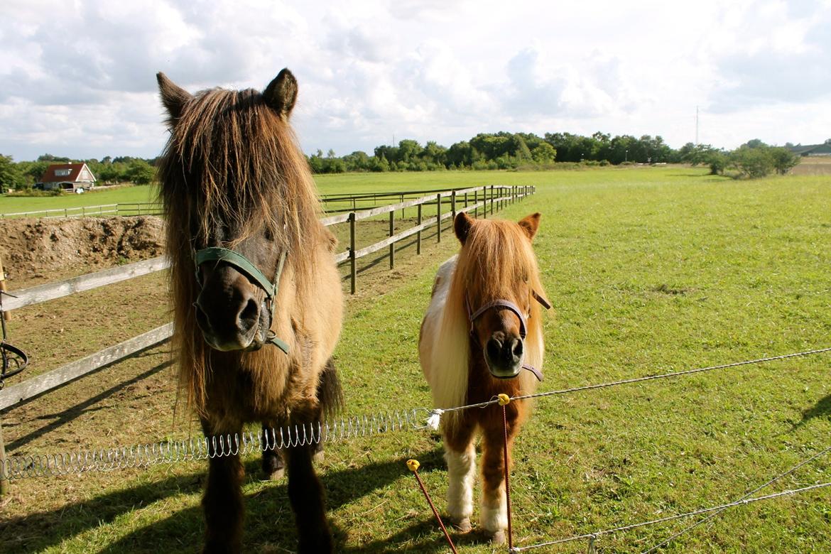 Anden særlig race Morelsgårdens Trold *Himmelhest* billede 8