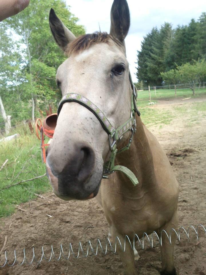 Anden særlig race Bækgårdens Duncan billede 8