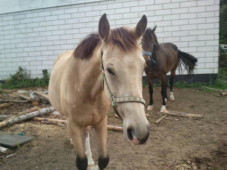 Anden særlig race Bækgårdens Duncan billede 9