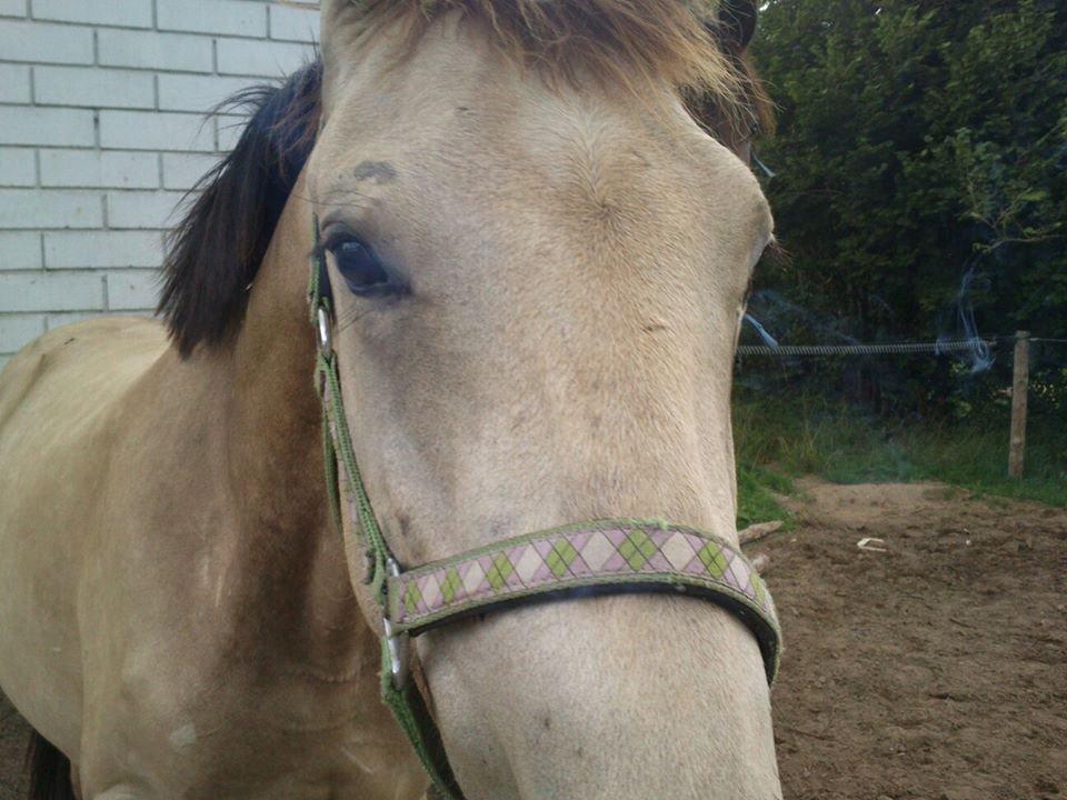 Anden særlig race Bækgårdens Duncan billede 10