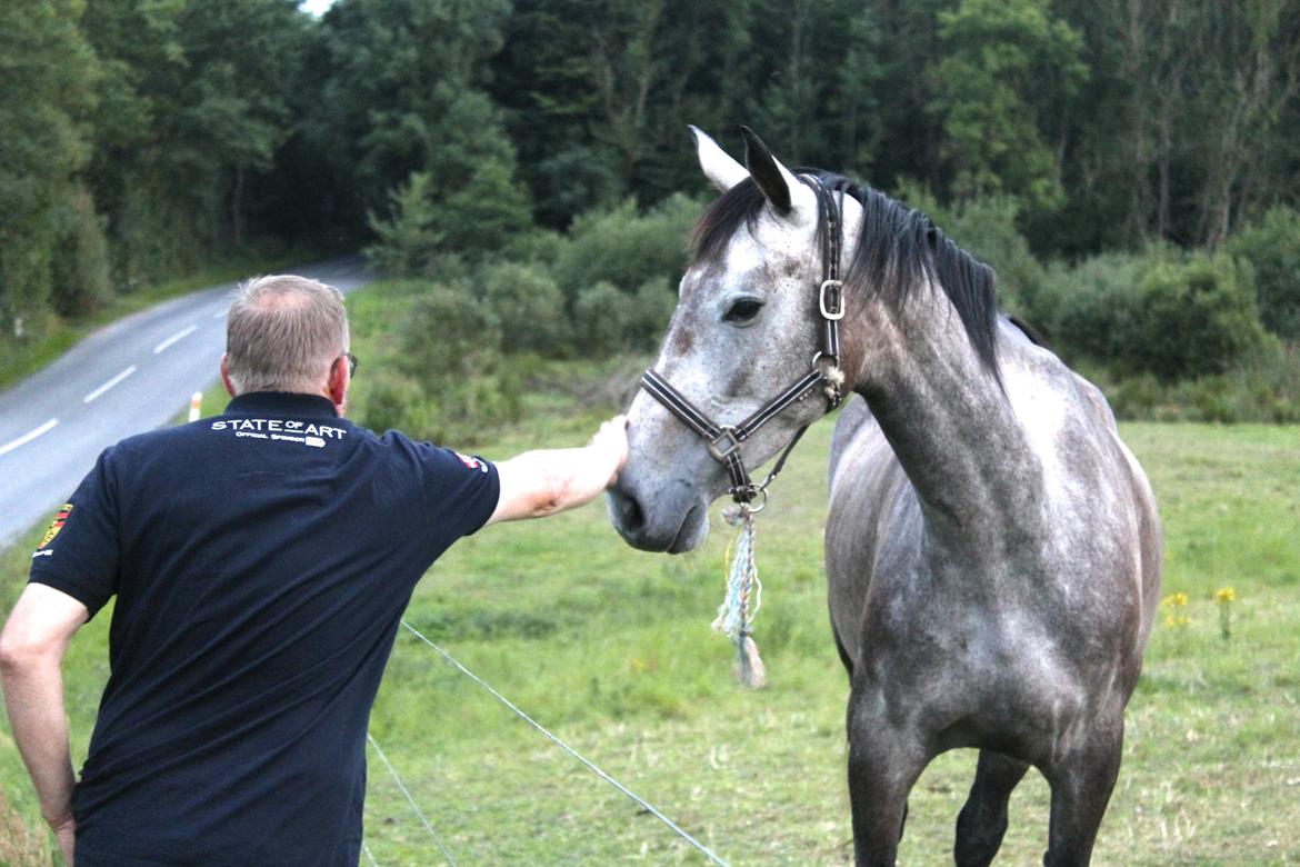 Dansk Varmblod Candis billede 10