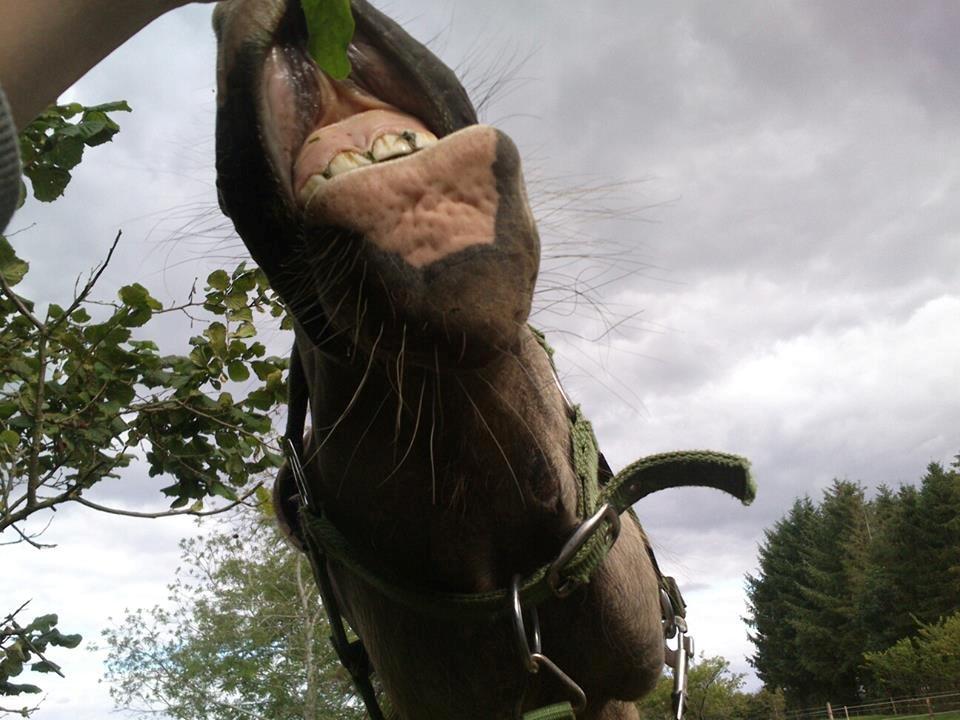 Anden særlig race Bækgårdens Duncan billede 11