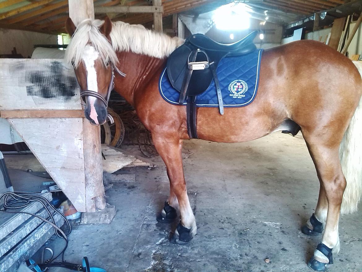 Haflinger Albert billede 14