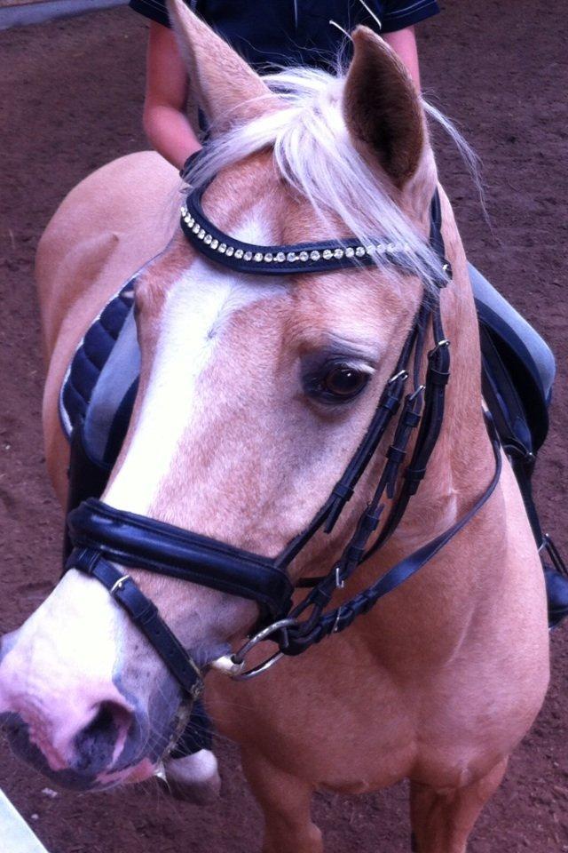 Anden særlig race Lucky billede 2