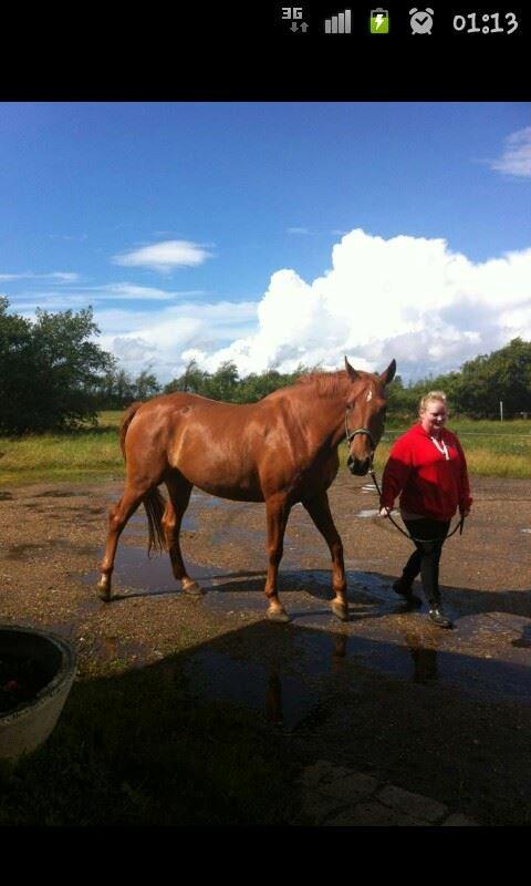Dansk Varmblod Maxin - Da han kom hjem :) billede 12