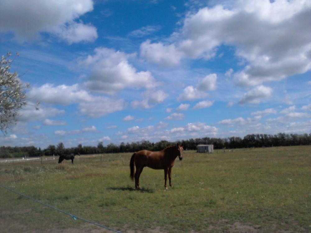 Dansk Varmblod Maxin - Billedsmuk ... Hygger ude..  billede 14