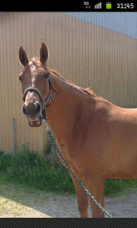 Dansk Varmblod Maxin - Grinebider :) billede 11