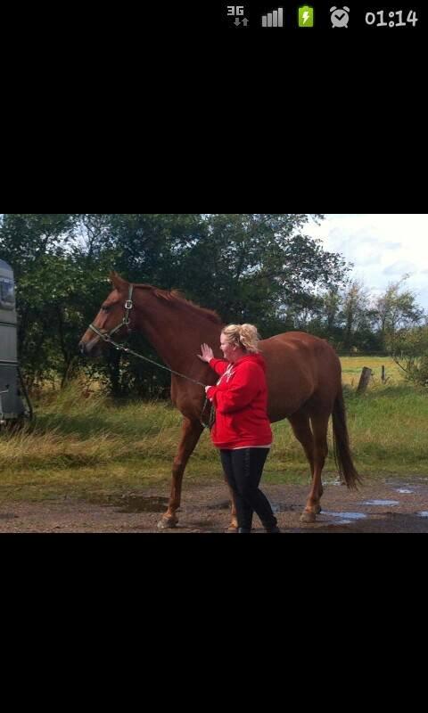 Dansk Varmblod Maxin - Da han kom hjem :) billede 13