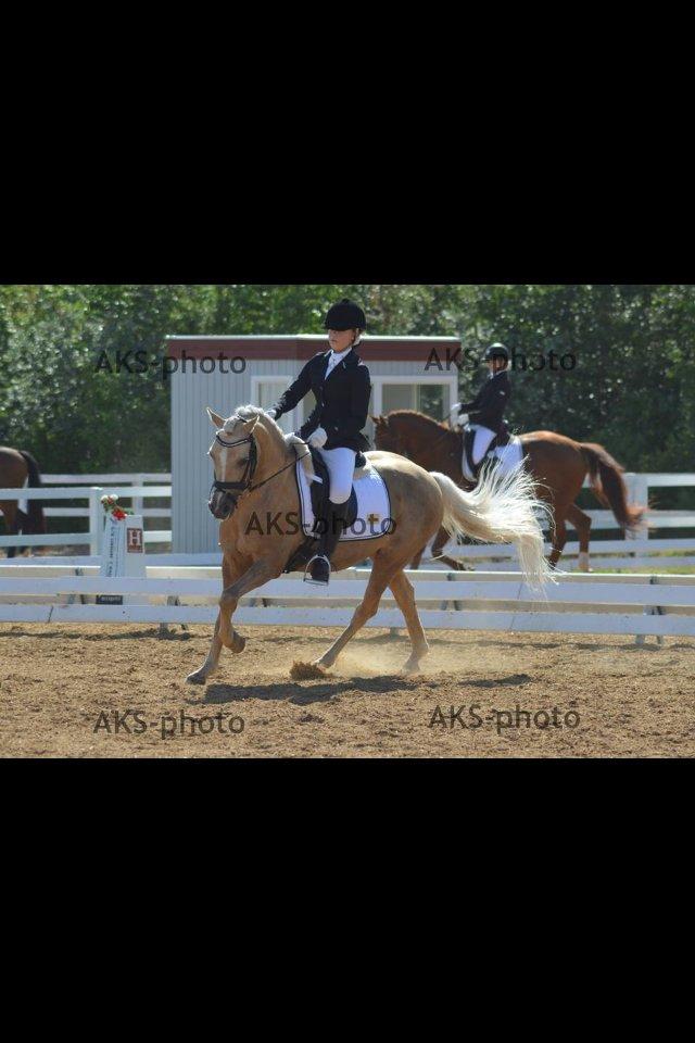 Hollandsk Sportspony Septun  A-PONY - Landsstævne i Hjallerup d. 5-7 juli 2013 billede 3