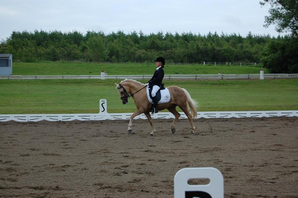 Hollandsk Sportspony Septun  A-PONY - PRI på SAO d. 24 juni 2012 billede 4